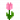 粉色神秘花