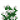 山月桂