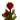 红色花