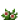 洋麻