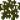 糠