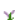 欧丁香