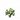 树莓灌木丛