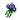 蓝眼草花
