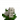 白色花
