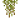 洞穴苔藓