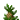 热带菜园
