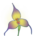 紫猴花.png