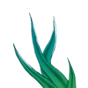 流莹草.png