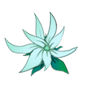 银月花.png