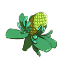 石龙芮.png