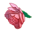 霸王花.png