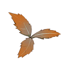 罗犀草.png