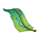 龙纹草.png