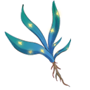 七星草.png