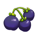 龙葵.png