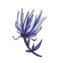 凌风花.png