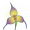 紫猴花.png
