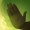 化血毒掌.png