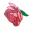 菩提花.png