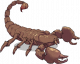 炙火蝎.png
