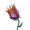 风灵花.png
