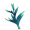 穿心莲.png