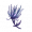 凌风花.png