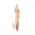 初级进化宝石.png