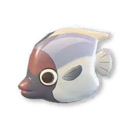 小红额.png
