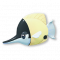 黄尖鲽鱼.png