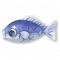 银背鲤.png