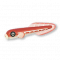 辣椒鳗.png