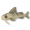 溜溜鳅.png