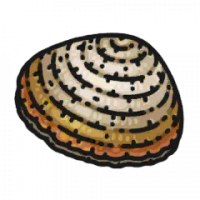 食材·蛤蜊.png