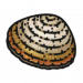 食材·蛤蜊.png