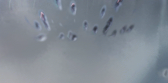 烈箭贯云-黄忠 出场动作.gif