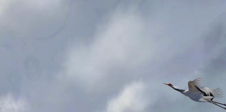 别鹤孤鸾-步练师 出场动作.gif