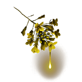 Pic 金色露珠.png