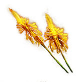 Pic 受赐福的花.png