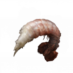 煮熟虾子.png