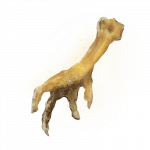 腌制黄金鸟爪.png