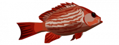 钓鱼-图标-红鱼.png
