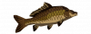钓鱼-图标-鲤鱼.png