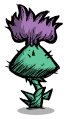 毛刺花.png