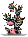 释气草.png