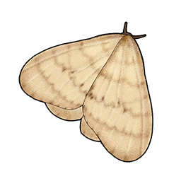 物品图标 雪蛾.png