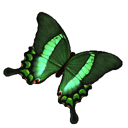 物品图标 小天使翠凤蝶.png