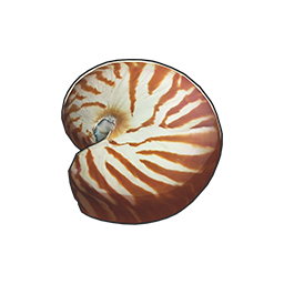 物品图标 猫眼螺.png