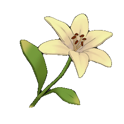 物品图标 白色百合.png